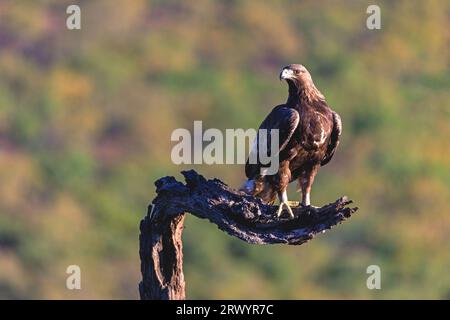 goldener Adler (Aquila chrysaetos), sitzt auf einem Zweig, Spanien, Extremadura, Salorino Stockfoto