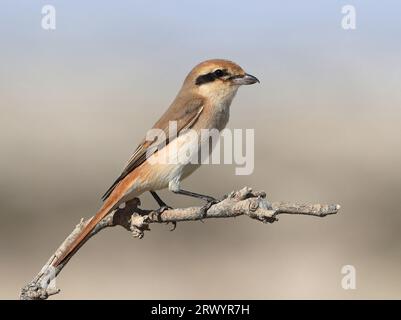 Isabelline Shrike (Lanius isabellinus), weiblich auf einem Ast sitzend, Oman, khawr dhurf Stockfoto