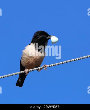 Rosafarbener Stern (Pastor roseus, Sturnus roseus), sitzt auf einem Draht, trägt eine Eierschale, Frankreich, Alpes-de-Haute-Provence Stockfoto