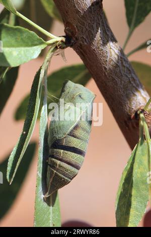 Seltener Schwalbenschwanz, Drachenschwalbenschwanz (Iphiclides podalirius), Pupa, Frankreich, Provence Stockfoto