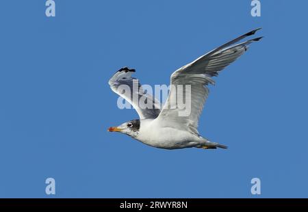 Große Schwarzkopfmöwe, Pallas-Möwe (Larus ichthyaetus, Ichthyaetus ichthyaetus), im Flug, Mongolei Stockfoto