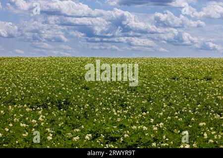 Kartoffel (Solanum tuberosum), großes blühendes Kartoffelfeld, Deutschland, Bayern, Erdinger Moos Stockfoto