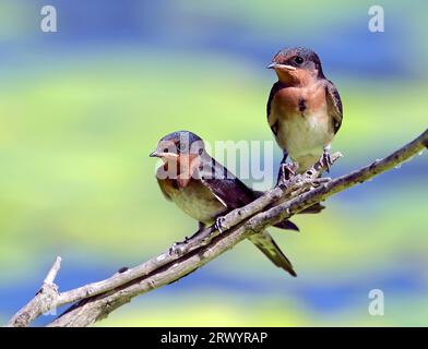 Willkommen Schwalbe (Hirundo neoxena), zwei Jungtiere, Australien Stockfoto