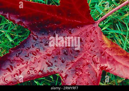 Liquidambar styraciflua-Blatt im Herbst Stockfoto