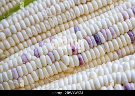 Makroaufnahmen von Maiskörnern Stockfoto