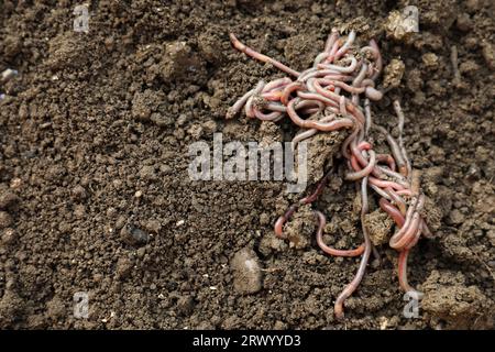 Viele Regenwürmer auf nassem Boden, über Sicht. Leerzeichen für Text Stockfoto