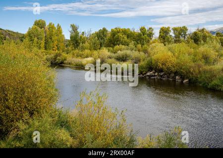 Herbstlaub am Yampa River auf der Ostseite von Steamboat Springs Stockfoto