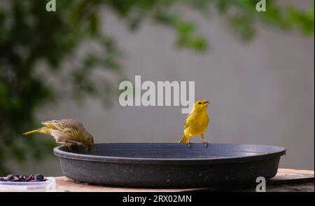 Canarinhos (Sicalis flaveola) Stockfoto
