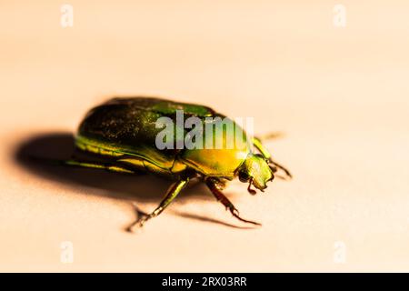 Ein glänzend grün-gelber, metallisch wirkender australischer Weihnachtskäfer mit Partikeln auf dem Rücken. Stockfoto