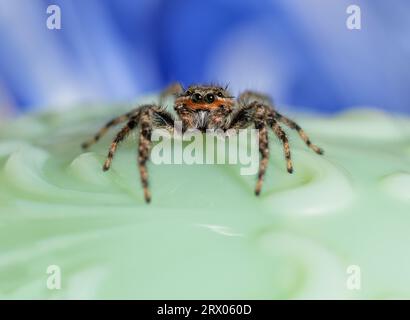 Entzückende Tan Springspinne, Platycryptus undatus, vor grünem und blauem Hintergrund Stockfoto