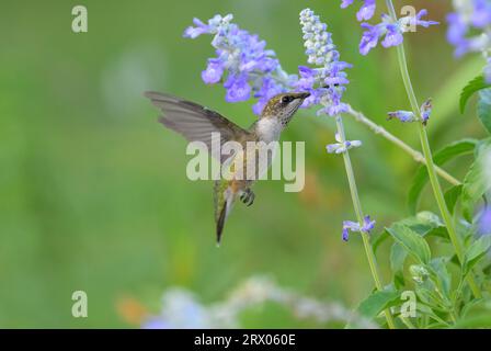 Rubinthroated Hummingbird Feeding on Purple salvia Blumen mit grünem Hintergrund Stockfoto