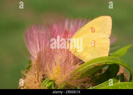 Leuchtend gelber wolkenloser SchwefelSchmetterling, der sich von einer rosa Fuzzy-Blume des Persischen Seidenbaums ernährt, vor grünem Hintergrund Stockfoto