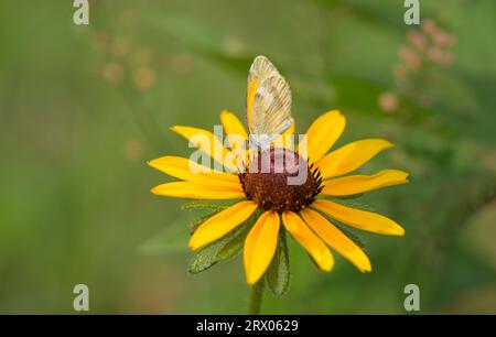 Zierlicher SchwefelSchmetterling, der sich an einer Susan-Blume mit schwarzen Augen ernährt, mit Kopierraum Stockfoto