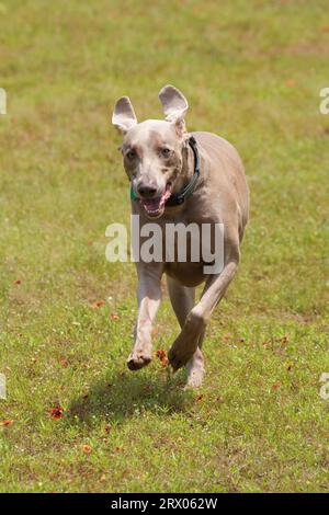 Glücklicher Weimaraner-Hund, der mit grasgrünem Sommerhintergrund auf den Betrachter zuläuft Stockfoto