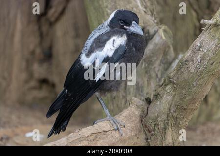 Die australische Elster, Gymnorhina tibicen Stockfoto