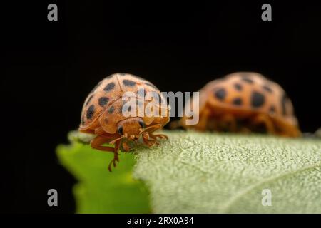 Henosepilachna vigintioctomaculata im Wildzustand Stockfoto