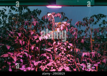 Melonenobst (Cucumis melo) gepflanzt auf saubere Hydrokultur Topfmethode mit violettem Licht im Gewächshaus beleuchtet Stockfoto