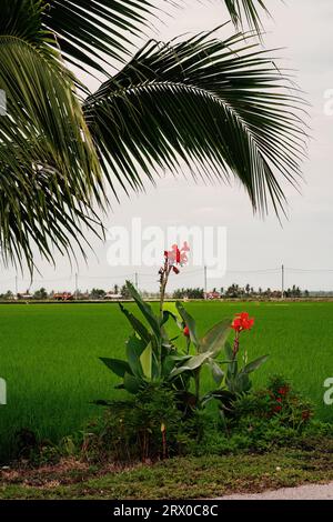 Eine idyllische ländliche Landschaft mit üppigem grünem Gras und leuchtend roten Blumen an einer gewundenen unbefestigten Straße Stockfoto