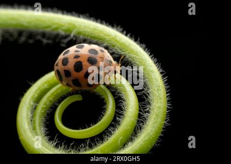 Henosepilachna vigintioctomaculata im Wildzustand Stockfoto