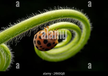 Henosepilachna vigintioctomaculata im Wildzustand Stockfoto