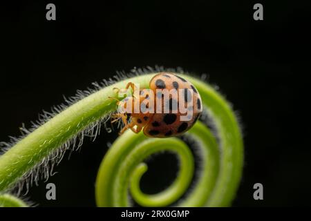 Henosepilachna vigintioctomaculata im Wildzustand Stockfoto