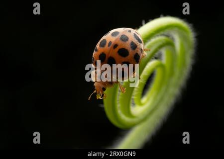 Henosepilachna vigintioctomaculata im Wildzustand Stockfoto