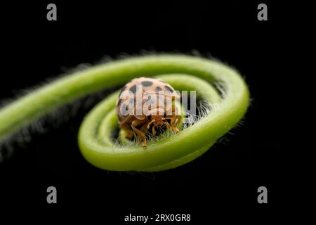 Henosepilachna vigintioctomaculata im Wildzustand Stockfoto