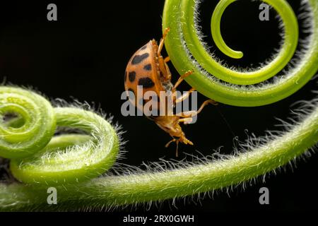 Henosepilachna vigintioctomaculata im Wildzustand Stockfoto