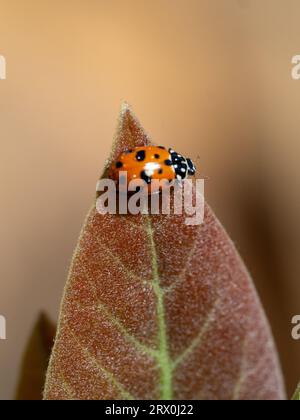 Nahaufnahme von leuchtendem Orange mit schwarzen Flecken Marienkäfer oder Marienkäfer auf der Spitze eines neuen Avocadobaumblattes, Australian Coastal Garden Stockfoto