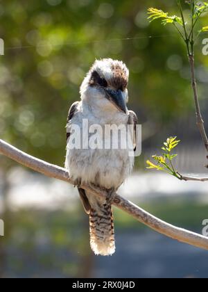 Kookaburra thront auf einem Baumzweig in einem Garten in Australien Stockfoto