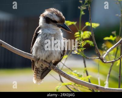 Kookaburra thronte auf einem Baumzweig in einem Garten in Australien, sah gerafft aus und war leicht mit aufgepumpten Federn bedeckt Stockfoto