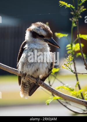 Kookaburra thronte auf einem Baumzweig in einem Garten in Australien, sah gerafft aus und war leicht mit aufgepumpten Federn bedeckt Stockfoto