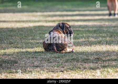 Der wunderschöne deutsche Boxer Dog sitzt vor grüner Gras in einem Park und sieht süß aus. Stockfoto