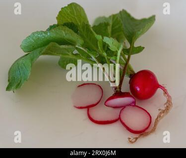 Radieschen, rothäutiges weißes Fleisch und grüne Blattspitzen, frisch aus dem Gemüsegarten geerntet, auf weißem Hintergrund Stockfoto