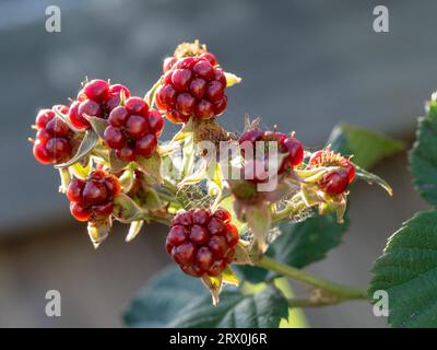 Rote Brombeeren, die auf der Rebe einer dornlosen Pflanze wachsen, noch nicht reif Stockfoto