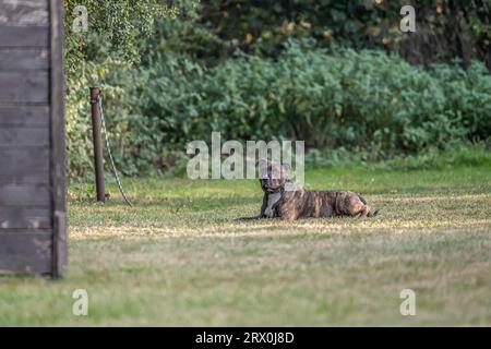 Pit Bulldog liegt auf dem Gras. Begleithund, Wachhund. Amerikanischer Mobber. Stockfoto