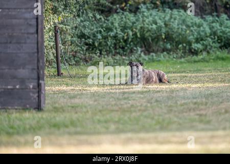 Pit Bulldog liegt auf dem Gras. Begleithund, Wachhund. Amerikanischer Mobber. Stockfoto
