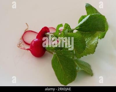 Kirschrettich, rothäufiges weißes Fleisch und grüne Blatttoppen, frisch geerntet aus dem Gemüsegarten, auf weißem Hintergrund Stockfoto