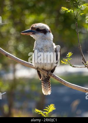 Kookaburra thront auf einem Baumzweig in einem Garten in Australien, mit Blick auf die Seite, ein einzelner Strang Spinnennetz Seide direkt darüber Stockfoto