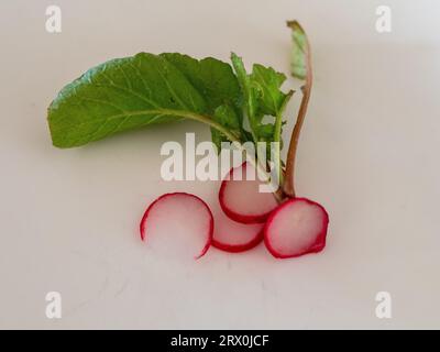 Radieschen, rothäutiges weißes Fleisch und grüne Blattspitzen, frisch aus dem Gemüsegarten geerntet, auf weißem Hintergrund Stockfoto