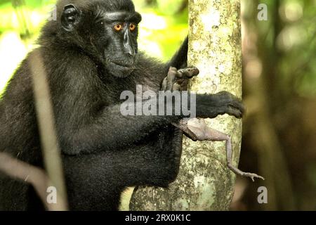 Ein junges Tier von Makaken mit schwarzer Haube (Macaca nigra) hält einen Frosch, den er im Tangkoko Nature Reserve, Nord-Sulawesi, Indonesien gefangen hat. Timothy O’Brien und Margaret Kinnaird – Primatenforscher – haben beobachtet und berichtet, dass Raubtiere an Frosch, an Obstfledermaus, Flycatcher-Vogel, Waldgecko und Eiern von roten Jungvögeln vorkommen. Eine Gruppe von Makaken (Macaca nigra) hat soziale Aktivitäten vor Ort im Tangkoko-Wald, Nord-Sulawesi, Indonesien. Ein kürzlich erschienener Bericht eines Wissenschaftlerteams unter der Leitung von Marine Joly ergab, dass die Temperatur im Wald Tangkoko, Stockfoto