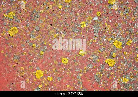 Gelbe und graue Flechten wachsen an roter Zementwand Stockfoto