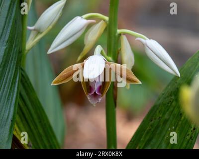 Sumpf-Orchideen, australische einheimische Blumen, weiß-braune und violette Blüten auf grünem Stamm, Phaius Tankervilleae, Küstengarten Stockfoto