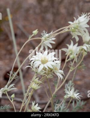 Cremeweiße Flanellblüten, silbrig-graue Stängel, die in einem australischen Garten im Wind wehen Stockfoto