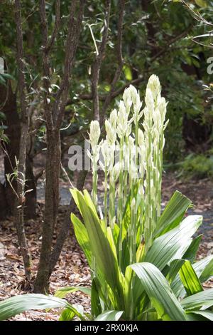 Sumpf-Orchideenpflanze, Phaius Tankervilleae, viele lange hohe grüne Stiele mit leuchtend weißen sonnendurchfluteten Knospen, australischer Küstengarten Stockfoto