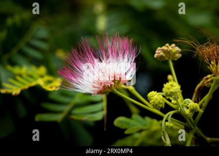 Rosa Blüten auf blühender Albizia julibrissin Pflanze. Rosa blühender persischer Seidenbaum, Nahaufnahme. Rosa Seidenblumen Stockfoto