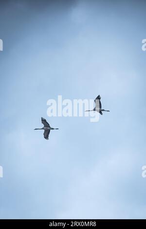 Ein niedriger Winkel von zwei Kranichen, die am blauen Himmel fliegen Stockfoto