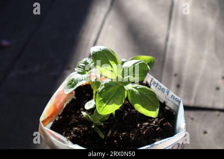 Basilikumpflanzen, die durch Sonnenlicht im Topf wachsen. Topfpflanzen. Basilikum-Setzlinge in recycelten Plastiktüten. Recyceltes, wiederverwendbares, Recycling-Konzept. Stockfoto