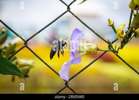 Kleine dünne Fliege sitzt auf einer hellen Blumenzwiebelblume Stockfoto