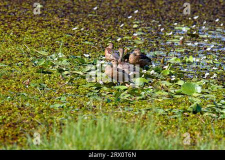 Tranquil Harmony: Lower Whistling Ducks versammeln sich in einem ruhigen Süßwasserteich Stockfoto